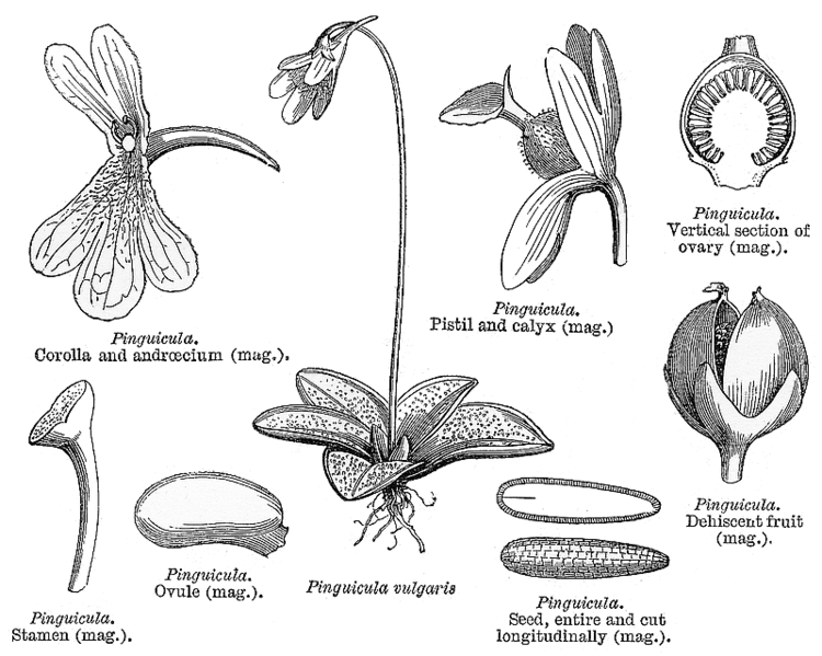 Lentibulariaceae Angiosperm families Lentibulariaceae Rich