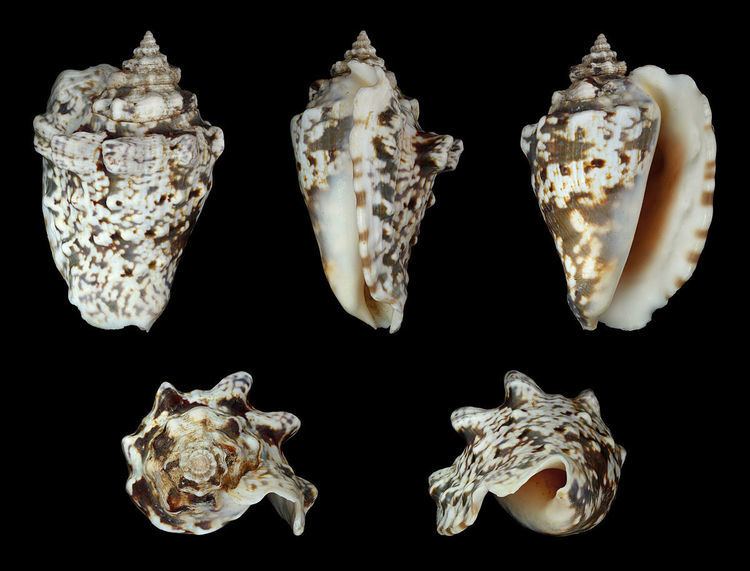 Lentigo (gastropod)
