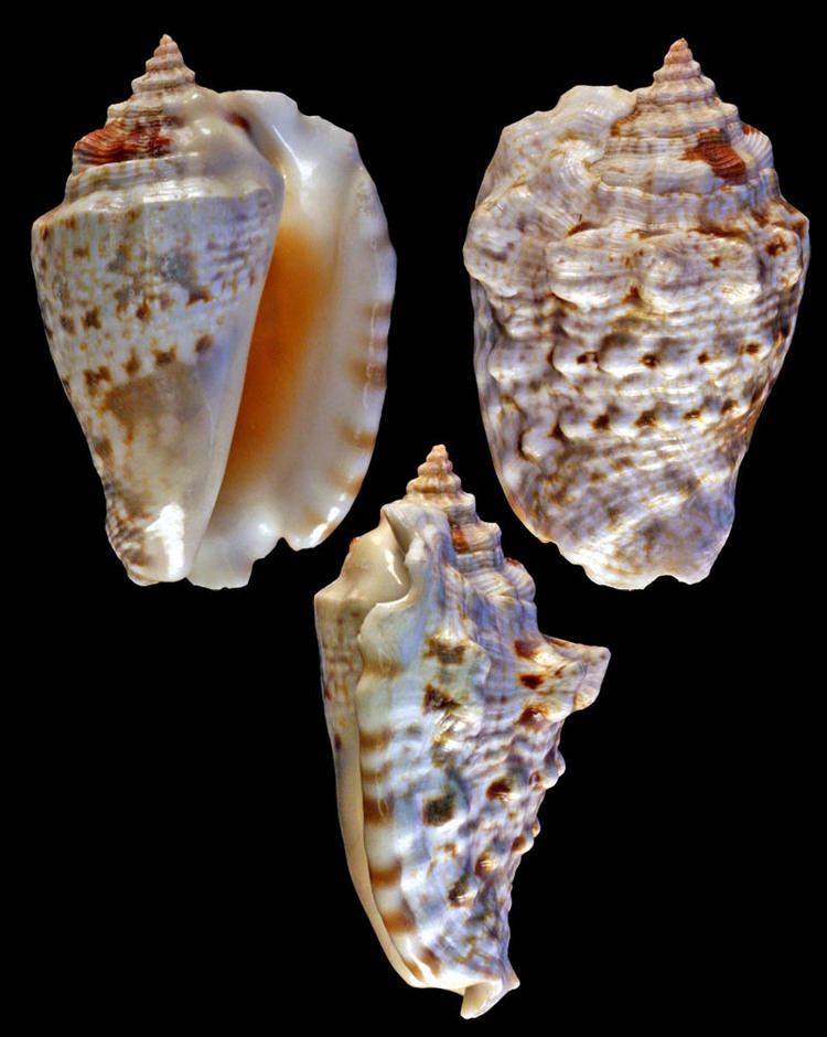 Lentigo lentiginosus Gastropoda Stromboidea Species Lentigo Lentiginosus