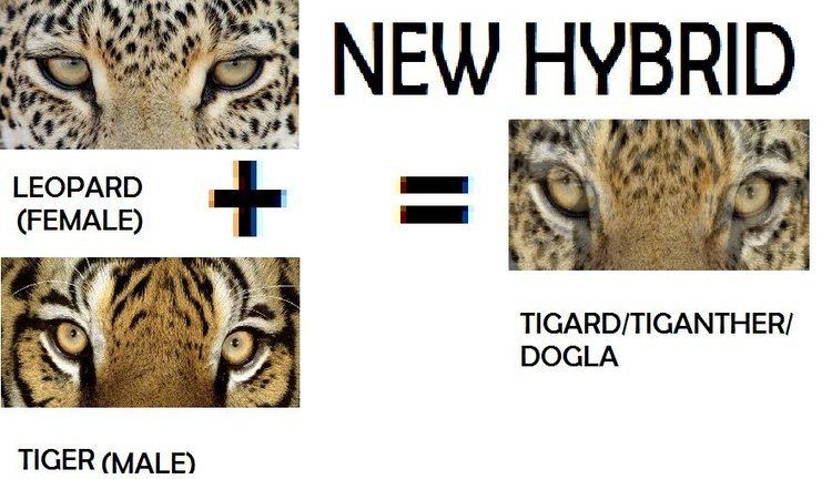 Rosie Hamilton on Twitter: "Leoger(Leopard+Tiger Hybrid)@BigCatRescue  t.co/t1WtSoWl9B" / Twitter
