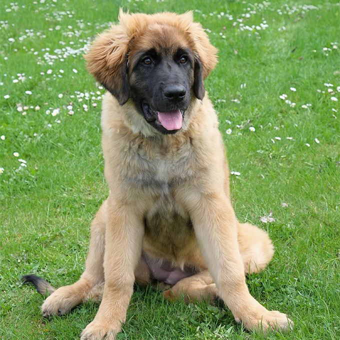 Leonberger Leonberger Dog Breed Information Pictures Characteristics amp Facts