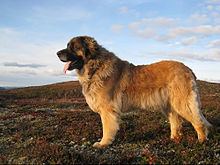 Leonberger Leonberger Wikipedia