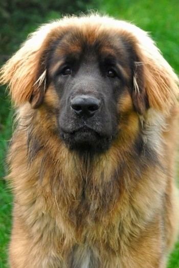 Leonberger Leonberger Dog Breed Information and Pictures