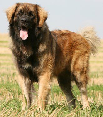 Leonberger Leonbergers What39s Good About 39Em What39s Bad About 39Em