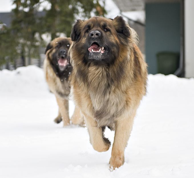 Leonberger Leonberger Dog Breed Information Pictures Characteristics amp Facts