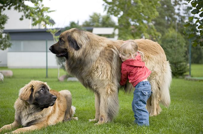 Leonberger Leonberger Dog Breed Information Pictures Characteristics amp Facts