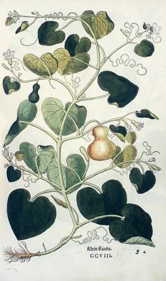 Leonhart Fuchs Leonhart Fuchs 1501 1566 Origins of Botany en
