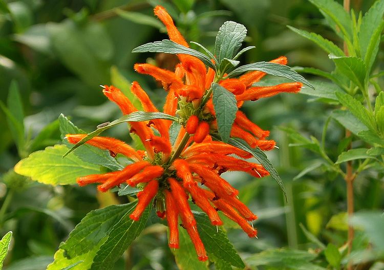 Leonotis leonurus Leonotis leonurus var leonurus Plantinfo EVERYTHING and
