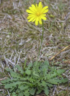 Leontodon Factsheet Leontodon saxatilis