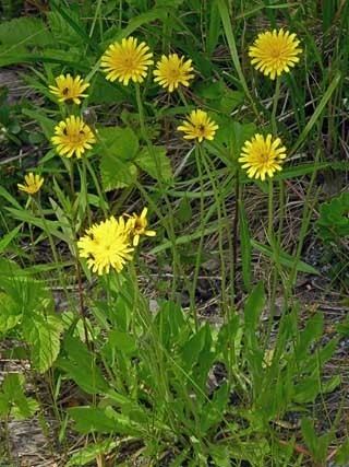 Leontodon Rough Hawkbit Leontodon hispidus Flowers NatureGate