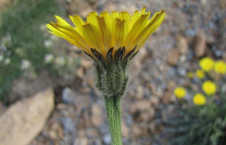 Leontodon Flora of North America Genus Leontodon