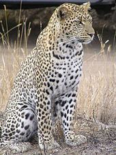 Leopard httpsuploadwikimediaorgwikipediacommonsthu