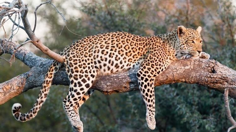 Leopard Leopard Animal Profile