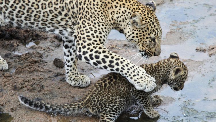 Leopard Leopard Animal Profile