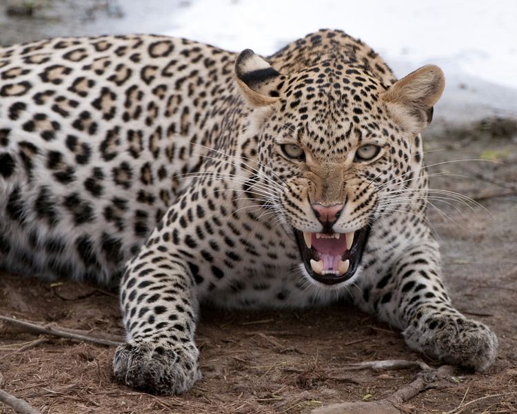 Leopard Leopard African Wildlife Foundation