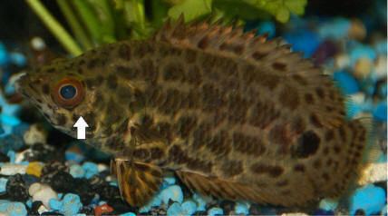 Leopard bush fish How to keep your new Leopard Ctenopomas Ctenopoma acutirostre with