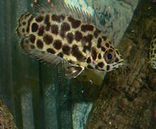 Leopard bush fish httpsuploadwikimediaorgwikipediacommonsthu
