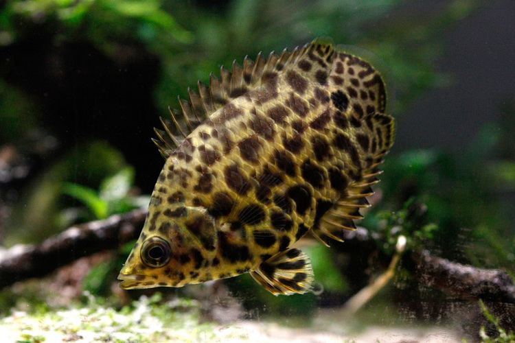 Leopard bush fish Ctenopoma acutirostre aka leopard bush fish another blog on