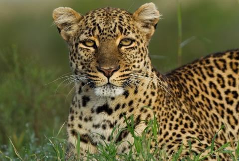 Leopard Leopard Basic Facts About Leopards Defenders of Wildlife