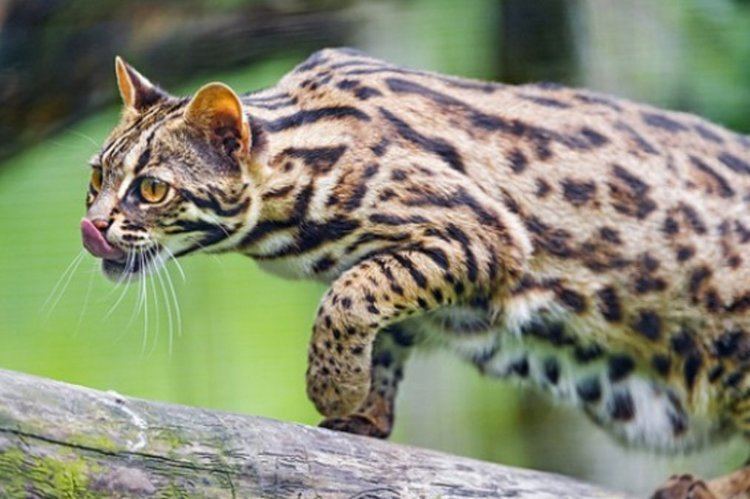 Leopard cat Farmers in China domesticated Asian Leopard Cats 5000 Years Ago