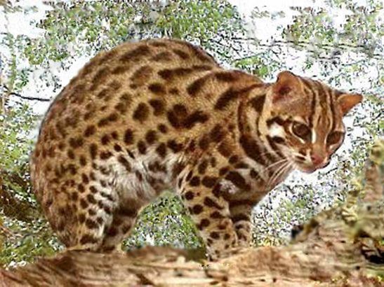 Leopard cat httpssmediacacheak0pinimgcomoriginals58