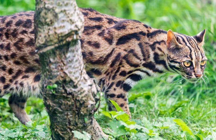 Leopard cat Ancient Chinese Domesticated Leopard Cats 5500 Years Ago