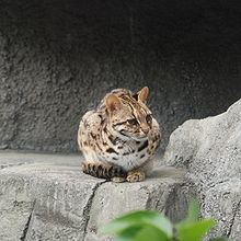 Leopard cat httpsuploadwikimediaorgwikipediacommonsthu