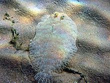 Leopard flounder httpsuploadwikimediaorgwikipediacommonsthu