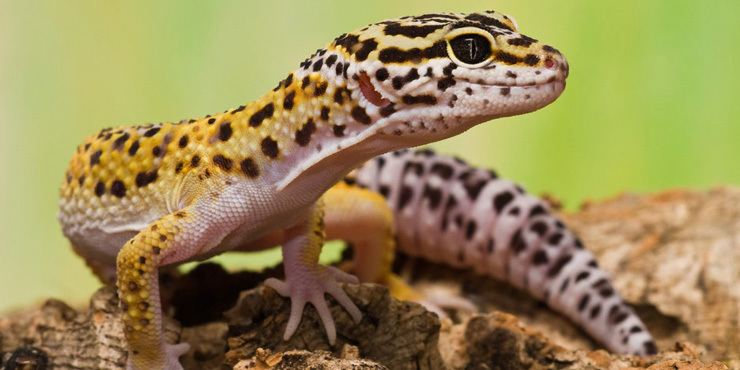 Leopard gecko Leopard Gecko Reptiles Animals