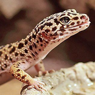 Leopard gecko Leopard Gecko Supplies amp Tank Accessories PetSmart