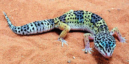 Leopard gecko Leopard Gecko Bright Spotted Desert Lizard Animal Pictures and