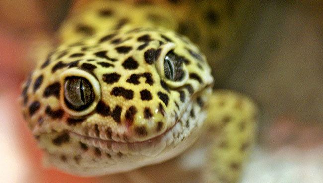 Leopard gecko Leopard GeckoLeopard Gecko Habitat and Food Information PetSmart