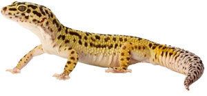 Leopard gecko Leopard Geckos Information Facts amp More