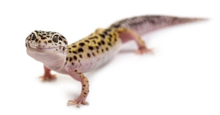 Leopard gecko Leopard Gecko Smiles to Make Your Day