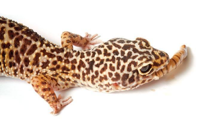 Leopard gecko Leopard Gecko Care Sheet