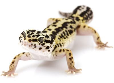 Leopard gecko Pet Leopard Gecko Care Facts amp Information