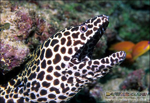 Leopard moray eel Eels Field Guide Diving Sabah Dive Downbelow