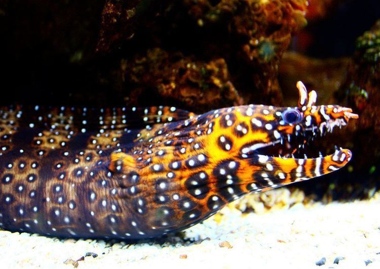 Leopard moray eel 1000 images about Moray Eels on Pinterest The wave Rare photos