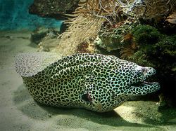 Leopard moray eel Eels
