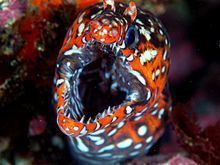 Leopard moray eel httpsuploadwikimediaorgwikipediacommonsthu