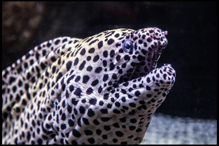 Leopard moray eel 1000 images about Mren on Pinterest Shrimp Cuba and Egypt