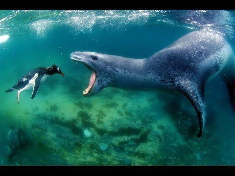 Leopard seal Leopard Seal The King Of Antarctica National Geographic YouTube