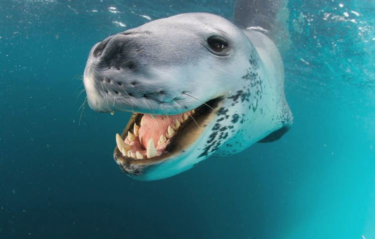Leopard seal A photographers incredible encounter with a leopard seal Album on