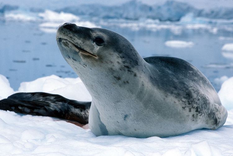 Leopard seal Leopard seal TravelWild Expeditions
