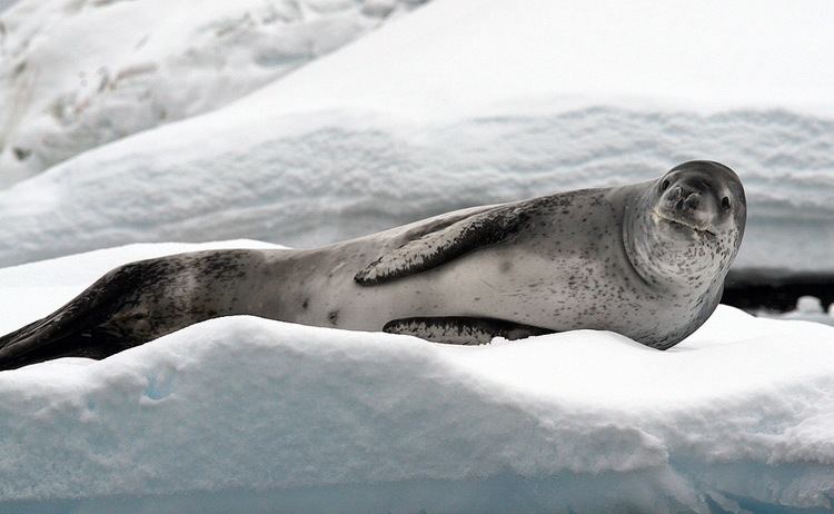 Leopard Seal Alchetron The Free Social Encyclopedia [ 462 x 750 Pixel ]