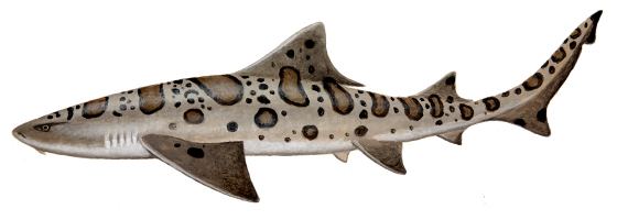 Leopard shark Leopard Shark Oceanscape Network