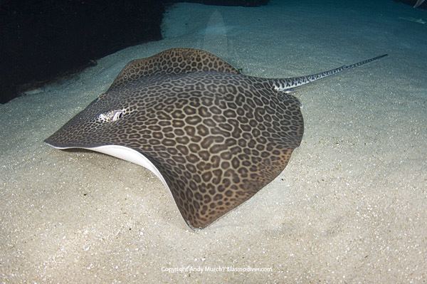 Leopard whipray Leopard Whipray Pictures images of Himantura undulata