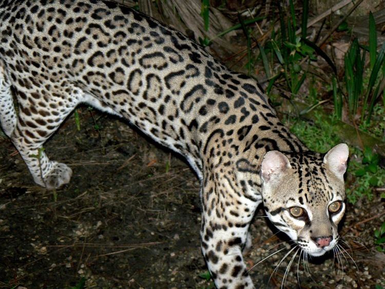 Leopardus FileOcelot Leopardus pardalis Belize Zoo6jpg Wikimedia Commons