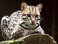 Leopardus httpsuploadwikimediaorgwikipediacommonsthu