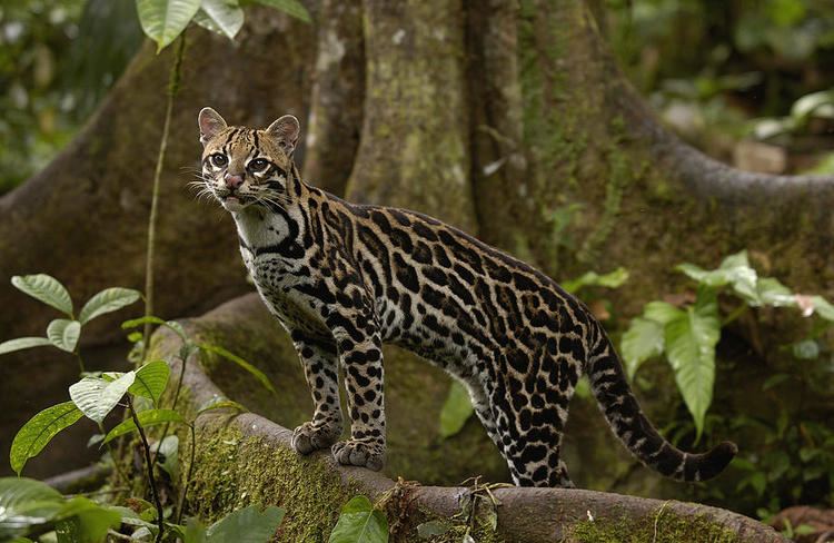 Leopardus GC6Z0RP quotLeopardus pardalisquot Traditional Cache in Rio de Janeiro